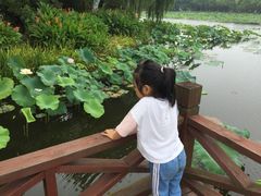 -荷塘月色湿地公园·向阳花洲