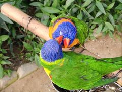 -南宫五洲植物乐园