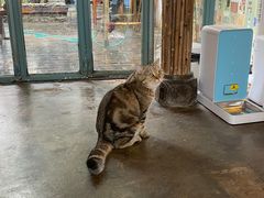 -喵屿·大理花园猫咖