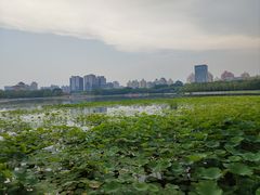 -莲花池公园