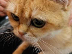 -猫小院猫主题餐厅(三里屯店)