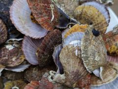 -渔家小院观海海肠捞饭地方菜(环海中路店)