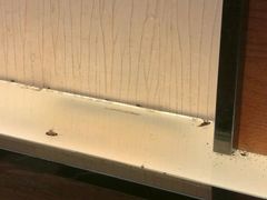 小强升天了！-喜鹊茶点.啫煲(车陂店)