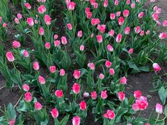 -长春公园(普阳街道)