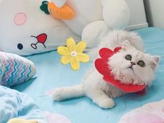 -宠福鑫康馨动物医院·骨科·眼科