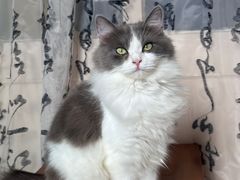 -楼上猫咖(罗湖店)
