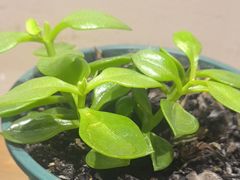 -梁溪河畔·吉府花园(南长街南下塘店)