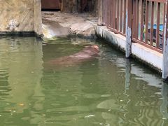 -灵玲国际马戏城
