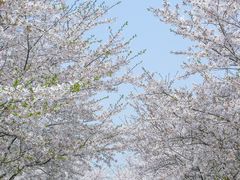 -高东镇樱花园