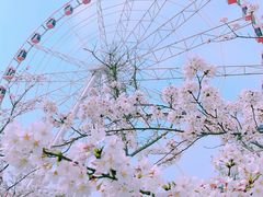 -顾村公园