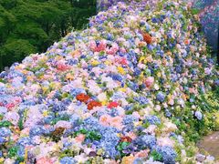 -上海共青森林公园