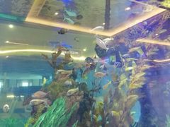-碧桂园凤凰城酒店(南京店)