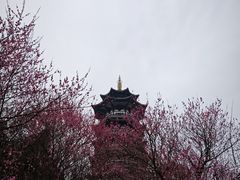 -洋湖国家湿地公园