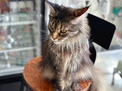 -平行世界·猫咖(首经贸店)