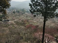 -香雪海
