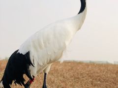 -盐城丹顶鹤湿地生态旅游区