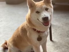 -柴犬高等学院·狗咖·柴犬售卖·宠物训练