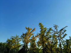 -花与咖啡馆(金星楼店)
