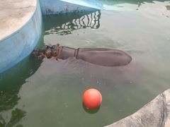 -灵玲国际马戏城
