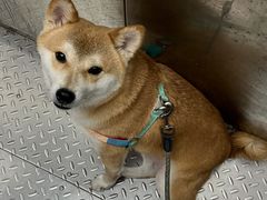 -瑞鹏宠物医院·内科·中兽医·骨科(苗圃店)