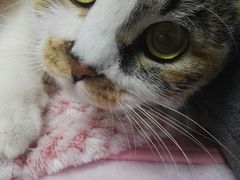 -达爱动物医院·犬猫分区·CT·复杂眼科(远洋山水分院)