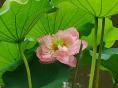 -陈家山荷花公园