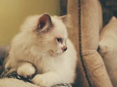 -猫色咖啡·猫咖