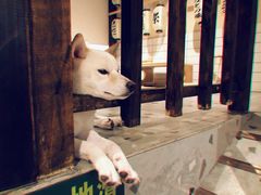 -豆柴町-柴犬主题狗咖(红鼎国际C座店)