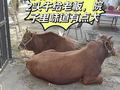 -高坎一品甲鱼庄(两河店)