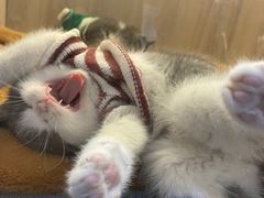 -喵zoo家庭繁育猫舍(尖东智能花园店)