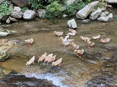 -林坑古村落