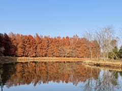 -上海海湾国家森林公园