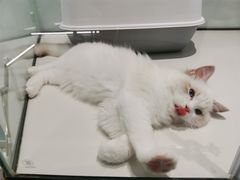 -babydoll猫舍·米努特·德文·缅因(久光中心店)