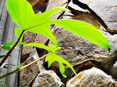 -陈熹公民族美食文化餐厅(中华广场店)