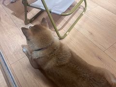 -是阿柴呀！柴犬咖啡·爱喵喵猫咖