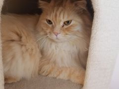 -猫咪派对(江南西店)