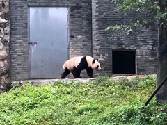 -都江堰中华大熊猫苑