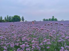-紫颐香薰山谷景区