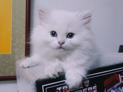 -欣宠猫屋·矮脚拿破仑·蓝金金渐层