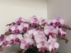 -LANN I 蘭 SPA(陆家嘴中心店)