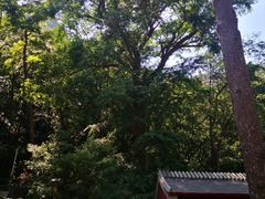-北京上方山国家森林公园