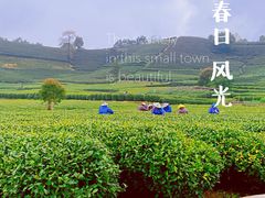 -龙坞茶村