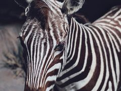 -上海自然博物馆