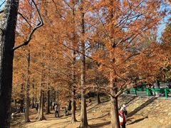 -白水寺森林公园