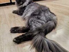 -70cat德文卷毛猫·缅因猫纯种猫舍