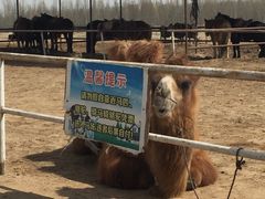 -赛汗塔拉风情园