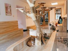 大堂-有猫儿腻咖啡厅.猫咖