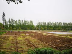 -上海长兴岛郊野公园