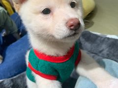 -逗柴咖啡屋·狗咖猫咖宠物桌游