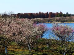 -上海海湾国家森林公园